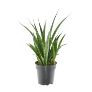 Sansevieria Kirkii vrouwentong enkele plant in pot