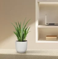 Sansevieria kirkii 'Friends', ook bekend als Vrouwentong, stijlvol gepresenteerd in een moderne witte pot op een beige vloer in een minimalistische ruimte.