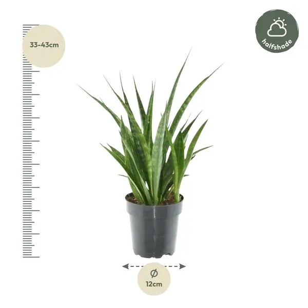 Gedetailleerde specificaties van de Sansevieria kirkii 'Friends', inclusief hoogte van 33-43 cm en een potmaat van 12 cm, weergegeven in een overzichtelijke infographic.