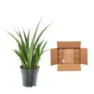 Sansevieria Kirkii vrouwentong naast verzendverpakking