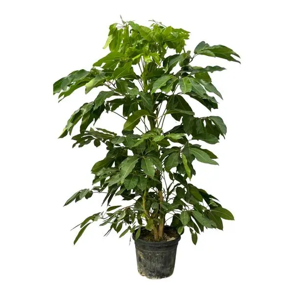 Schefflera Amate vingersboom, een groene tropische kamerplant van 220 cm, ideaal voor kantoor, woonkamer of als eyecatcher in grote ruimtes.