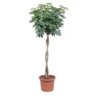 Schefflera Arboricola Compacta met een gedraaide stam in een bruine pot