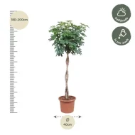 Schefflera Arboricola Compacta plant van 190 cm met een gedraaide stam, geschikt voor halfschaduw