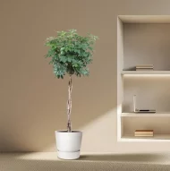 Schefflera Arboricola Compacta met gedraaide stam in witte pot in een moderne interieur setting