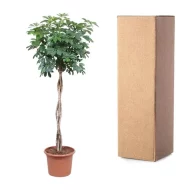 Schefflera Arboricola Compacta plant van 190 cm met gedraaide stam naast verpakking