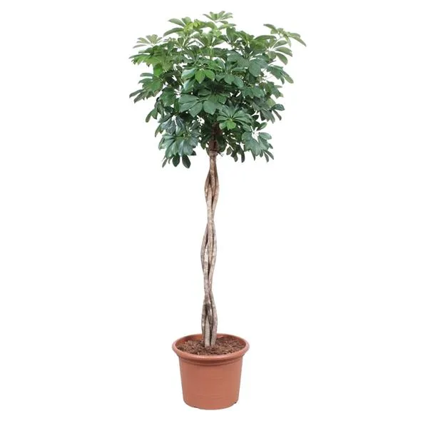 Schefflera Arboricola Compacta met een gedraaide stam in een bruine pot