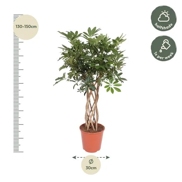 Schefflera arboricola compacta vingersboom geschikt voor halfschaduw, 140 cm