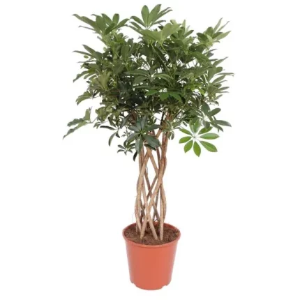 Schefflera arboricola compacta vingersboom met gevlochten stam van 140 cm