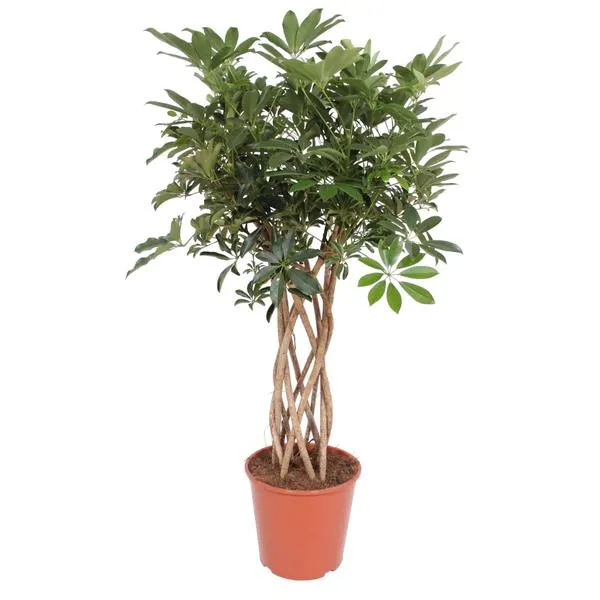 Schefflera arboricola compacta vingersboom met gevlochten stam van 140 cm