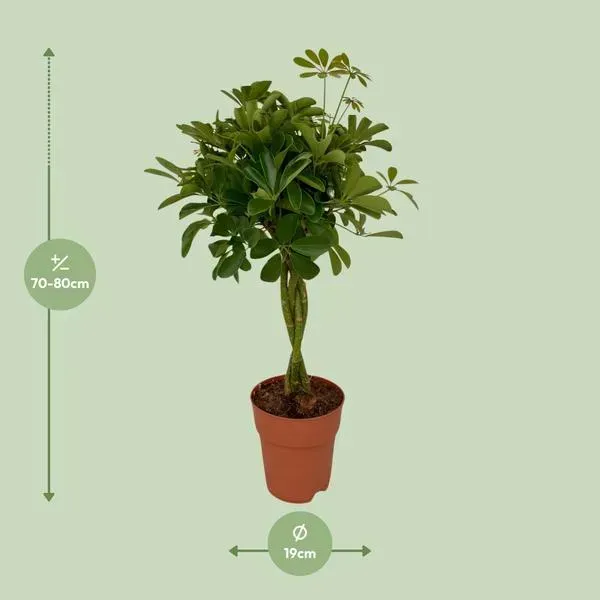 Schefflera Compacta, vingersboom, met een hoogte van 70-80 cm en een potdiameter van 19 cm.