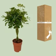 De Schefflera Compacta, of vingersboom, samen met de stevige en duurzame verzendverpakking.