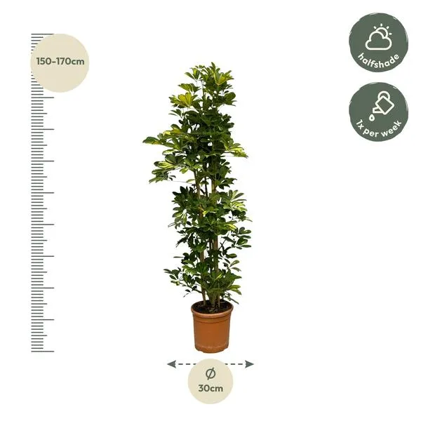 Schefflera Gold Capella struik met een hoogte van 150 tot 170 cm in een pot van 30 cm diameter