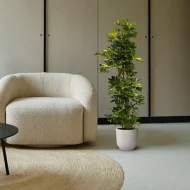 Schefflera Gold Capella plant in een woonkamer met een beige fauteuil en een rond tapijt