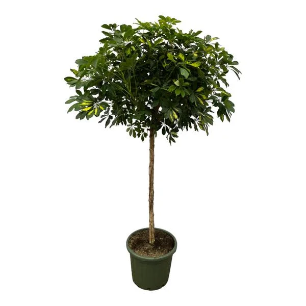 Schefflera Gold Capella Vingerboom met gevlochten stam in groene pot, 180 cm hoog