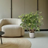 Vertakte Vingerplant (Schefflera Gold Capella) van 130 cm in een moderne woonkamer met beige fauteuil