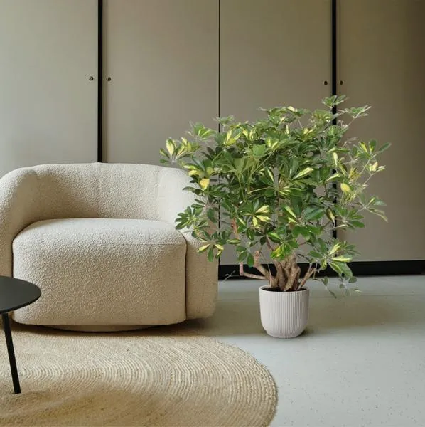 Vertakte Vingerplant (Schefflera Gold Capella) van 130 cm in een moderne woonkamer met beige fauteuil