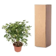 Vertakte Vingerplant (Schefflera Gold Capella) van 130 cm naast een stevige verzendverpakking