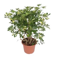 Vertakte Vingerplant (Schefflera Gold Capella) van 130 cm hoogte in een bruine pot