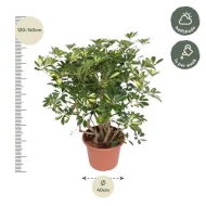 Vertakte Vingerplant (Schefflera Gold Capella) van 130 cm hoogte, geschikt voor halfschaduw en één keer per week water geven