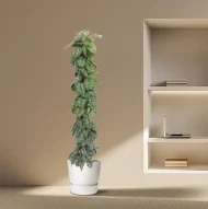 Scindapsus Pictus Trebie Zilversatijnplant in witte pot in een modern interieur