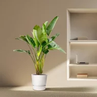 Strelitzia Augusta als decoratief element in een modern interieur.