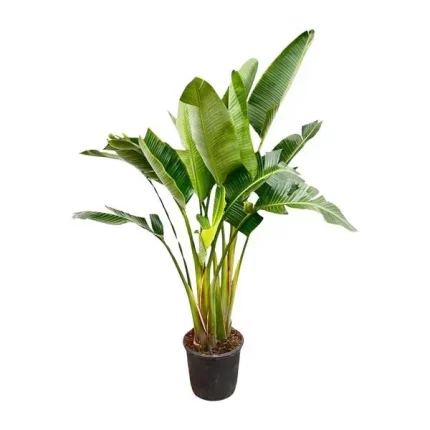 Strelitzia Augusta multi-stam van 200 cm in een zwarte pot, perfect voor grote ruimtes.