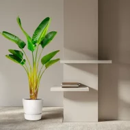 Strelitzia Augusta in een witte pot als stijlvolle toevoeging aan een moderne woonkamer