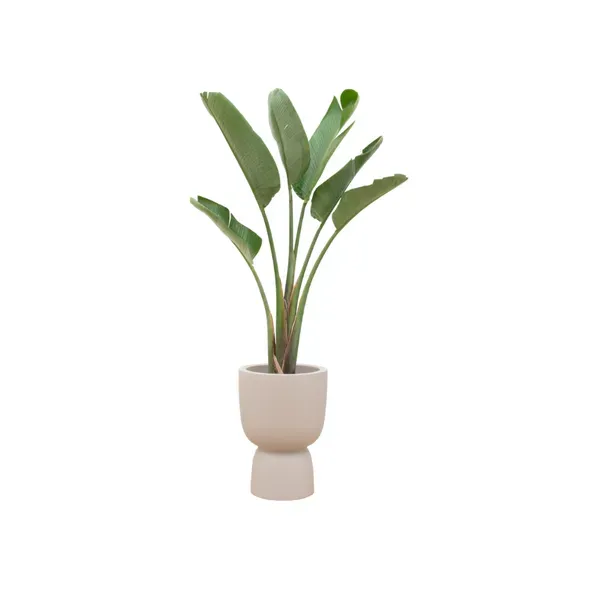 Strelitzia Augusta paradijsvogelplant van 210 cm hoog, geleverd in een stijlvolle beige Elho pot