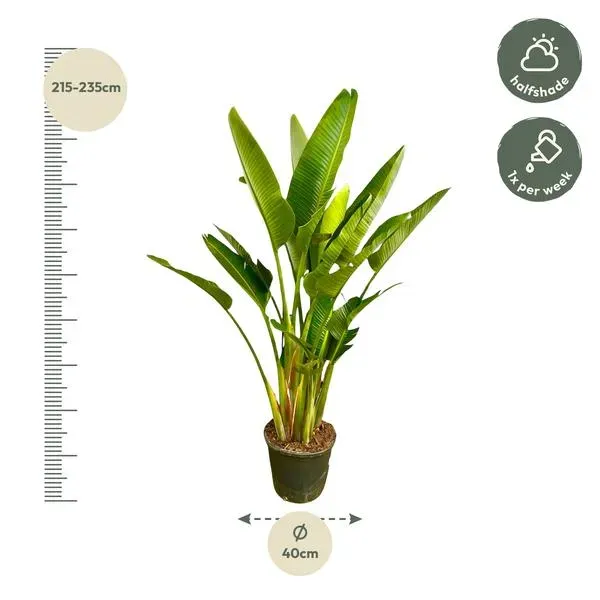 Strelitzia Augusta paradijsvogelplant met meerdere stammen, hoogte 215-235 cm en potdiameter ø40 cm, geschikt voor halfschaduw