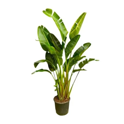 Strelitzia Augusta (Paradijsvogelplant) XXL plant in pot met grote, weelderige bladeren