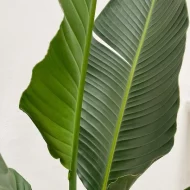 Close-up van het blad van de Strelitzia Augusta (Paradijsvogelplant) XXL met rijke groene details