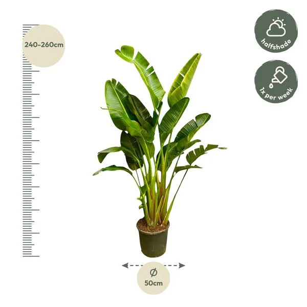 Strelitzia Augusta (Paradijsvogelplant) XXL plant in pot, hoogte tussen 240 en 260 cm, geschikt voor halfschaduw