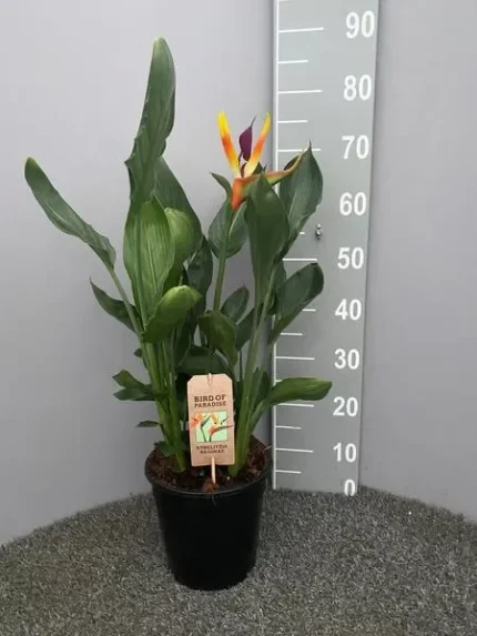 Strelitzia reginae, paradijsvogelbloem met kleurrijke bloem en bladeren in pot, 75 cm hoog