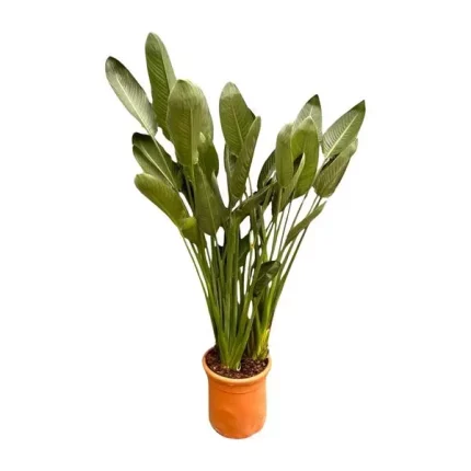 Volledige weergave van de Strelitzia Reginae XL met een hoogte van 180cm en een diameter van 50cm, geplaatst in een terracotta pot