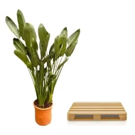 Vergelijking van de Strelitzia Reginae XL met een houten pallet