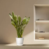 Strelitzia Reginae XL geplaatst in een modern interieur met natuurlijke verlichting