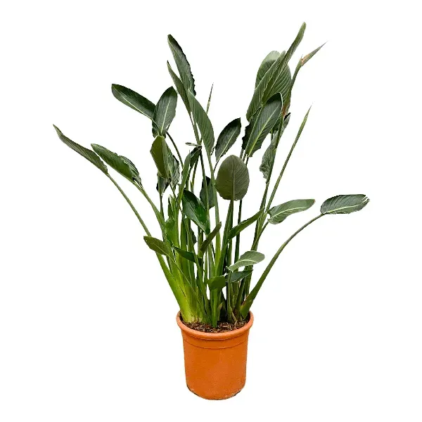 Strelitzia Reginae XL in een opvallende oranje pot, 160 cm hoog, diameter 30 cm