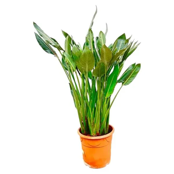 Strelitzia Reginae XL met hoge, groene bladeren in een pot van 30 cm diameter, 160 cm hoog