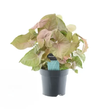 Roze bladeren van de Syngonium Red Heart, ook bekend als Aronskelk, een onderhoudsvriendelijke kamerplant met een hoogte van 30 cm en een potdiameter van 14 cm, perfect voor de woonkamer.