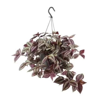 Tradescantia Zebrina Violet kamerplant met paarse bladeren en een hoogte van 25 cm