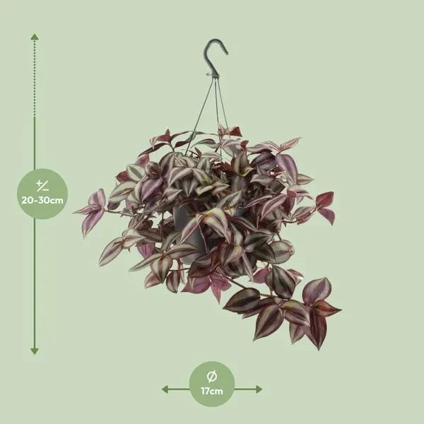 Tradescantia Zebrina Violet kamerplant met afmetingen: hoogte 25 cm en potdiameter 17 cm