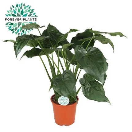 Tropische kamerplant Alocasia Cucullata, bekend als olifantsoor, met grote groene bladeren, een potdiameter van 27 cm en een hoogte van 120 cm. Ideaal voor interieurdecoratie.