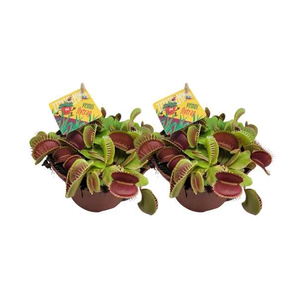 Twee Dionaea Muscipula Venus Vliegenvanger planten in potten