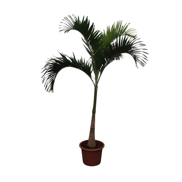 Volledige weergave van de Veitchia Merrillii, ook wel bekend als Manila palm, in een bruine pot, 250 cm hoog