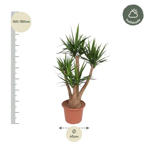 Yucca Elephantipes Palmlelie, een grote plant van 170 cm hoogte en 45 cm potdiameter, geschikt voor halfschaduw.