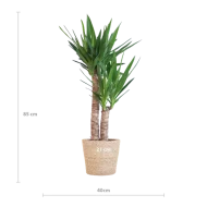 Afmetingen van de Yucca Elephantipes Palmlelie met Sofia mand naturel: hoogte 90 cm, potdiameter 21 cm