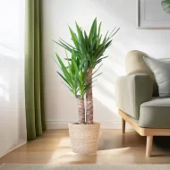 Yucca Elephantipes Palmlelie in Sofia mand naturel, geplaatst in een modern en stijlvol interieur, hoogte 90 cm