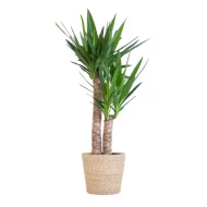 Yucca Elephantipes Palmlelie, een tropische kamerplant, geplaatst in een natuurlijke Sofia mand, hoogte 90 cm