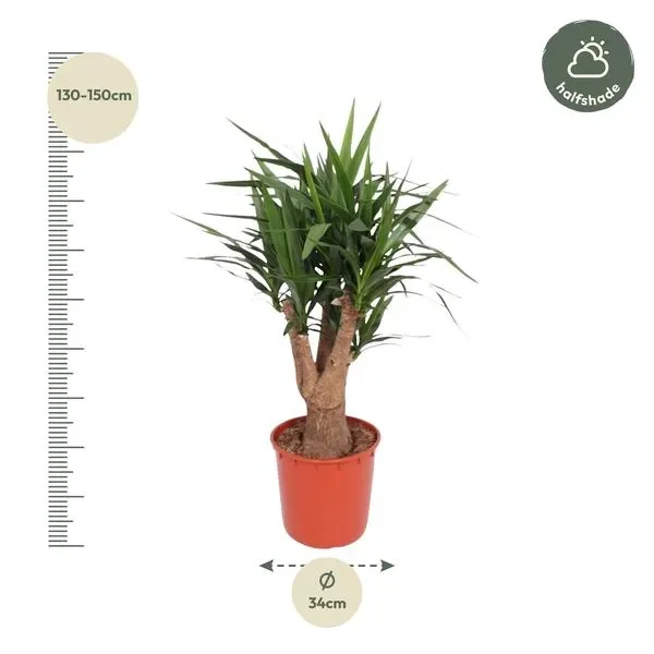 Yucca Elephantipes Palmlelie, afgebeeld met afmetingen: hoogte 140 cm en potdiameter 34 cm.