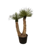 Yucca Rostrata Hidra palmlelie, 200 cm hoog met een Ø60 potmaat, zijaanzicht.